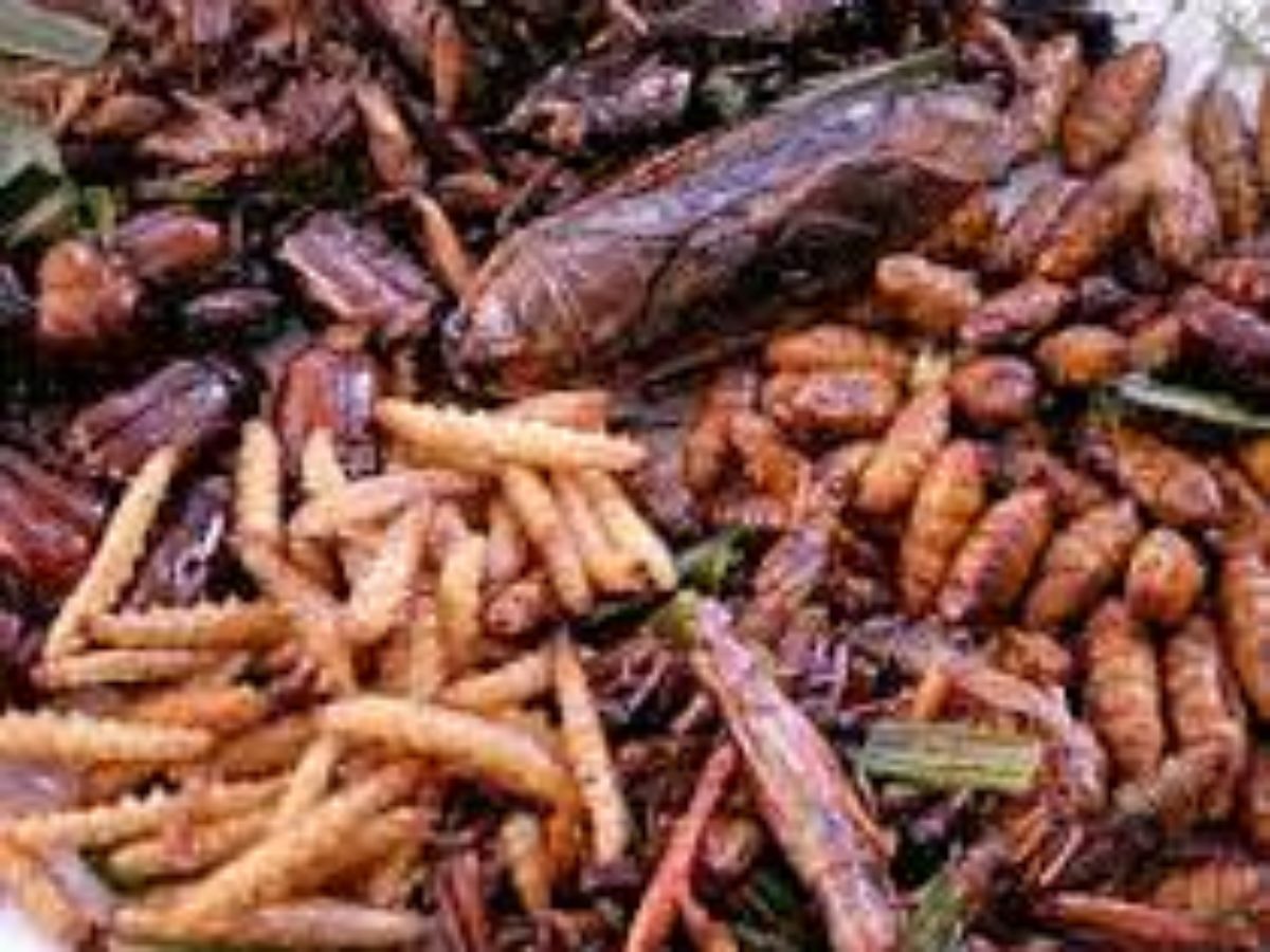 Edible Insects in Africa, Eating insects