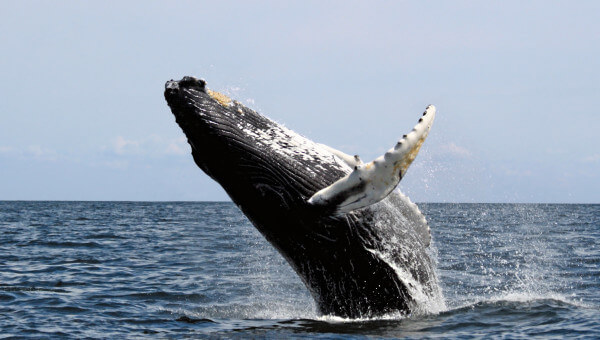 hermanus-whale