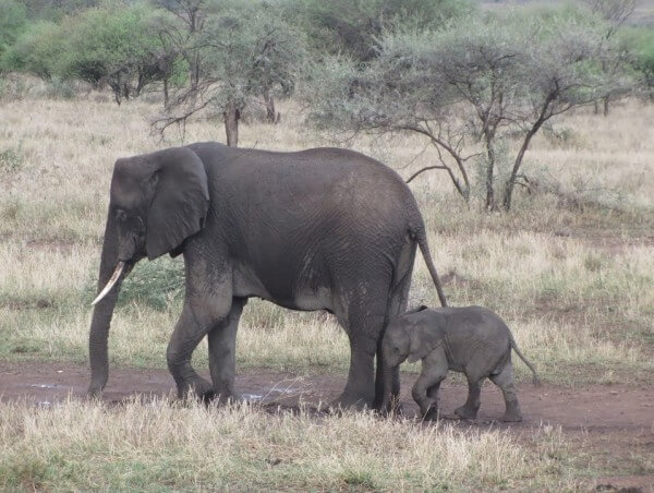 African-elephant