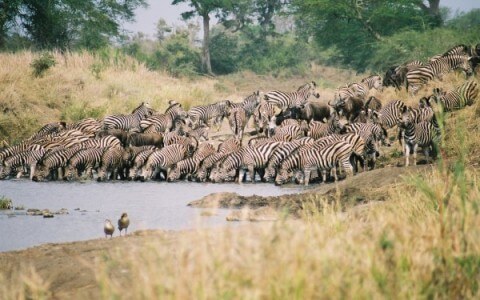 Migration Zebras