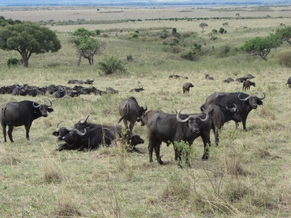african-buffalo