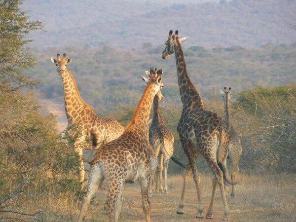 giraffes-in-Ben-Lavin-Nature-reserve