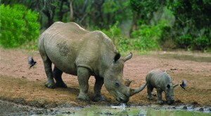 rhino-in-africa