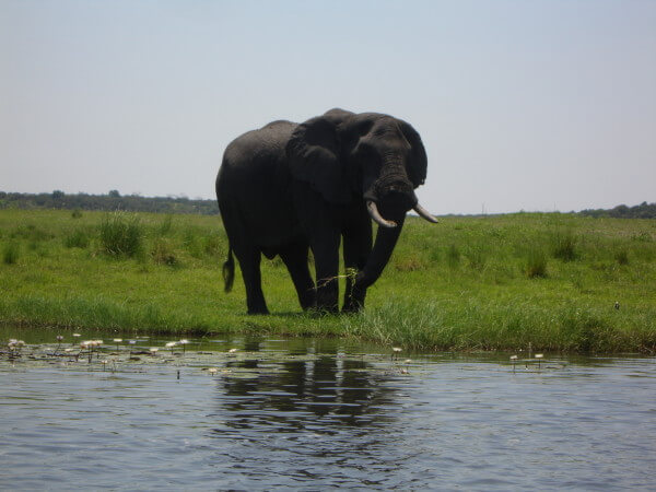 elephant-at-watering-hole