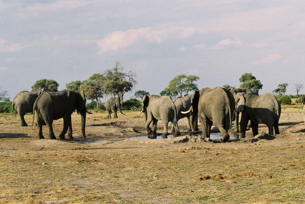 Chobe-elephants