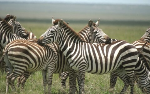 Safaris near Cape Town