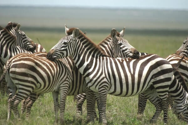Safaris near Cape Town