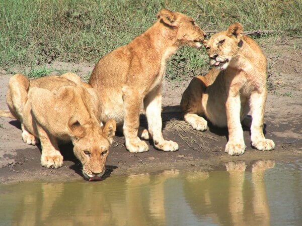 lion-cubs-safari