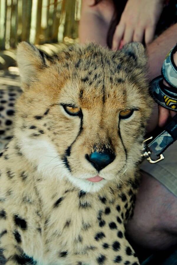 cheetah_tongue_out