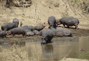 hippos_at_waterhole