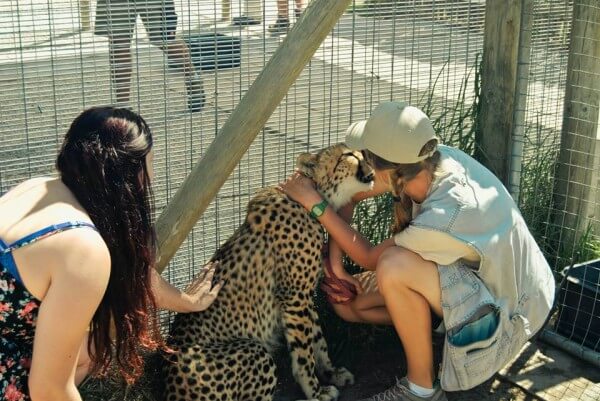 petting_cheetah