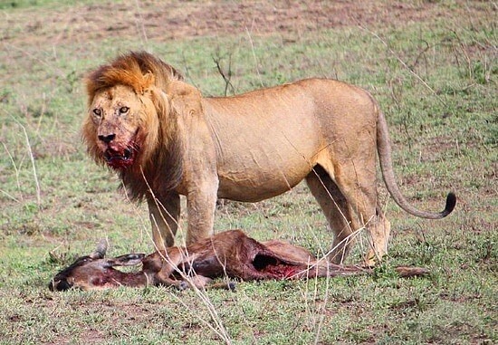 serengeti-lion-kill