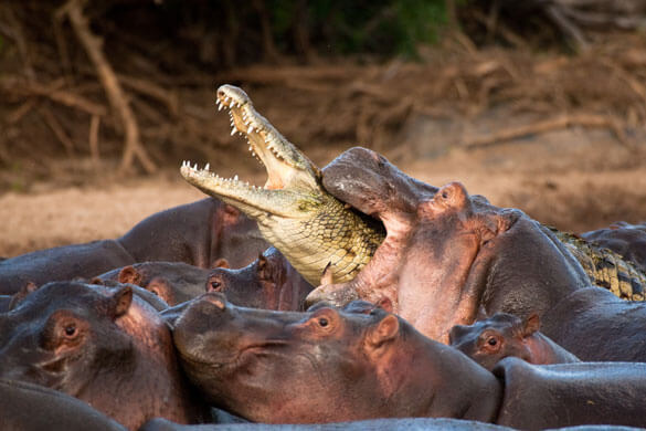 Hippopotamus-attacks-Croc