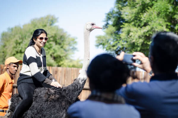 Safari-Ostrich-Show