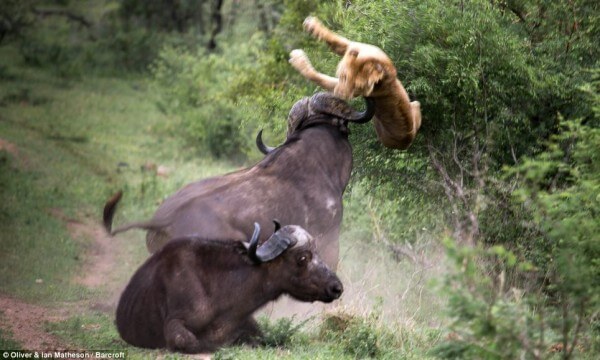 buffalo-attacks-lion
