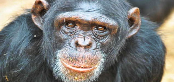 jane-goodall-chimpanzee