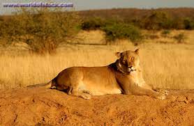 african-lioness