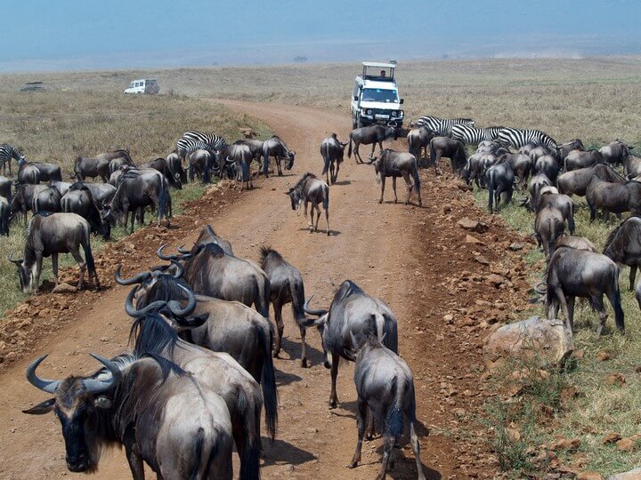 Ngorongoro and Serengeti Tour