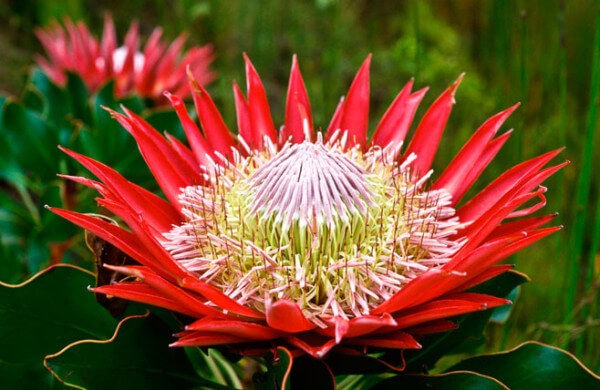 south_africa_king_protea