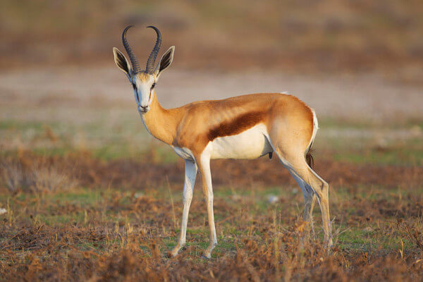 springbok_south_africa's_national_bird