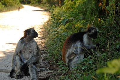 red colobus monkeys zanzibar