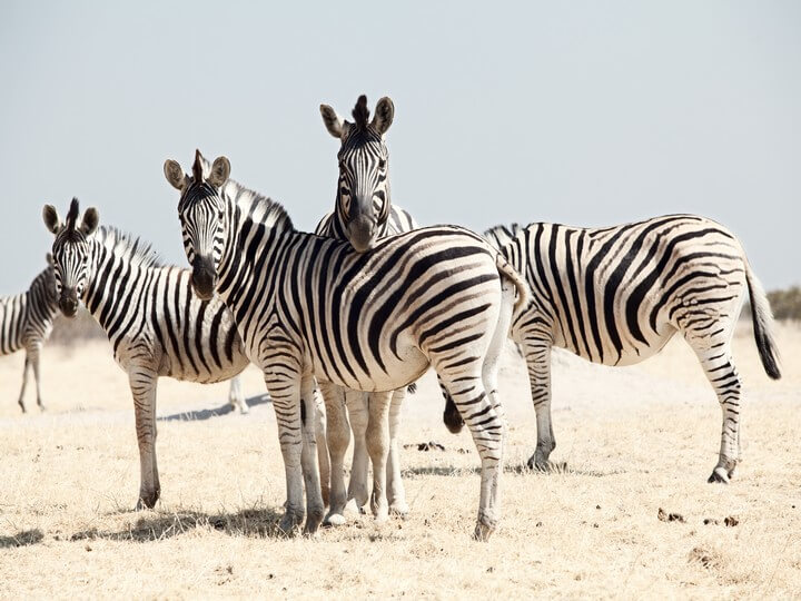 Best collective nouns for African animals