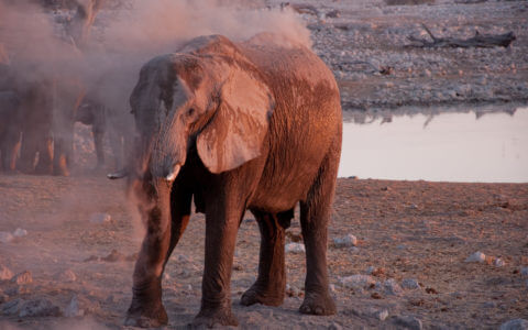 5 reasons to go on safari in Namibia