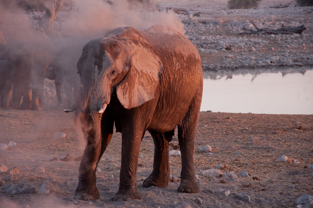 5 reasons to go on safari in Namibia