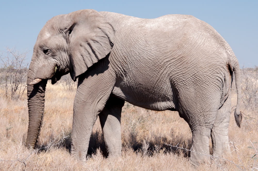 Elephant, Etosha National Park, Namibia-1