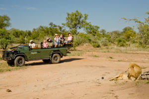 Going on safari in Kruger National Park, South Africa