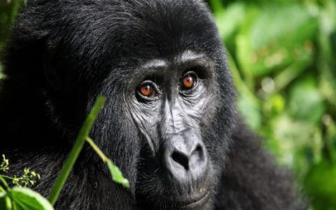 4 reasons to go on safari in Uganda