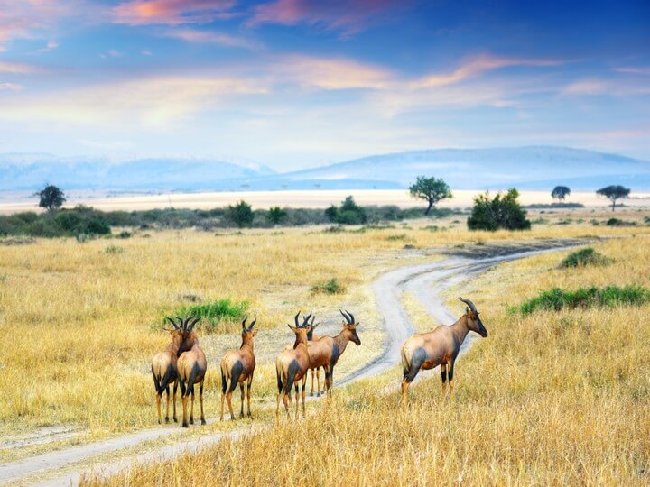 5 reasons to go on safari to Kenya