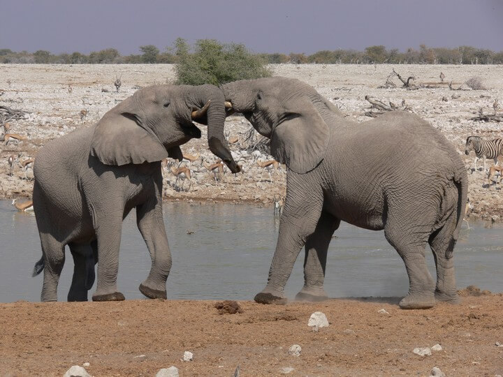 Elephants playing, Namibia