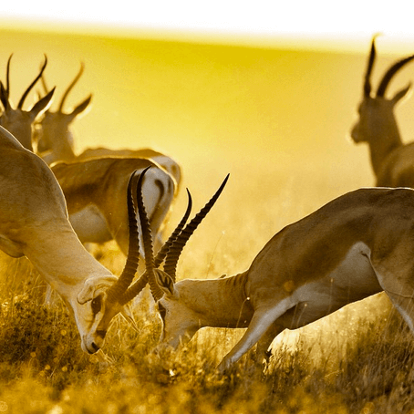 Serengeti gazelles
