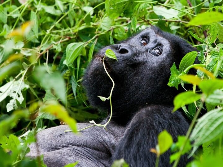 Uganda Gorillas Safari Tour (Camping) (8 Days)