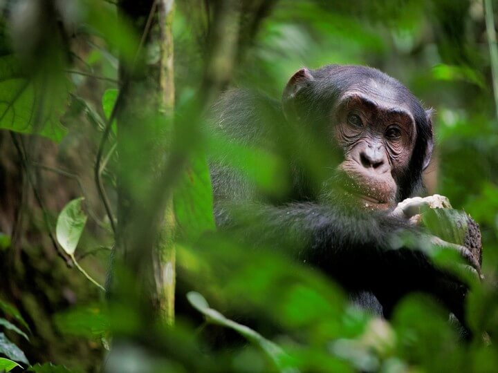 Wild Chimpanzee ( Pan troglodytes ) portrait in the jungle. Uganda