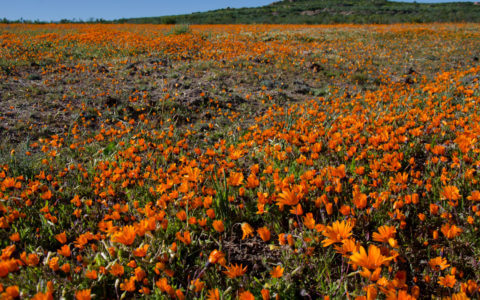 Blooming fantastic: a guide to South Africa’s spring flowers