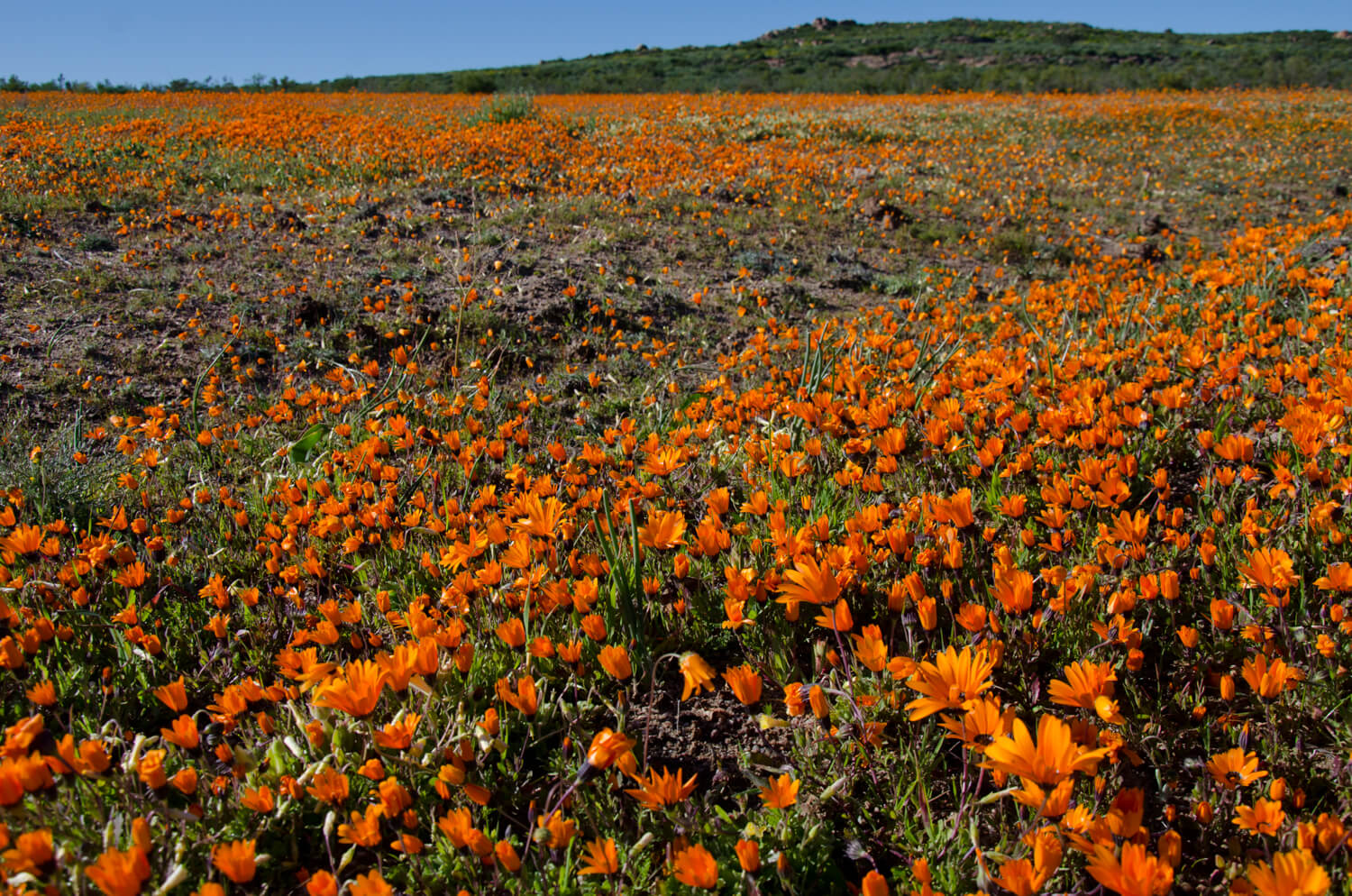 Blooming fantastic: a guide to South Africa’s spring flowers