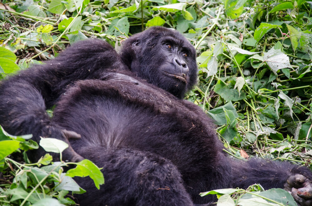 Gorilla tracking Uganda