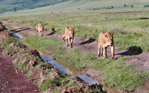 How to do a Ngorongoro Crater safari on a budget