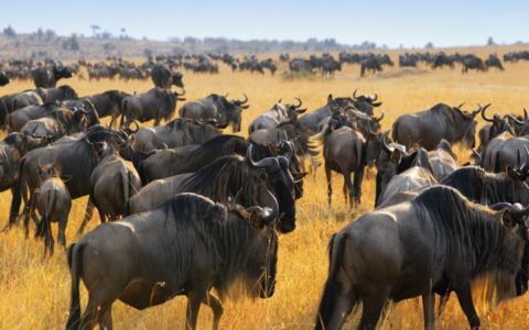 Great Wildebeest Migration – When is the best time to see it?