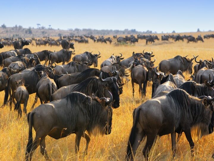 Great migration of antelopes wildebeest, Masai Mara, Kenya
