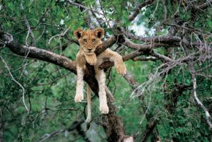 tree climbing lion