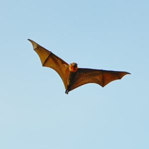 bat migration