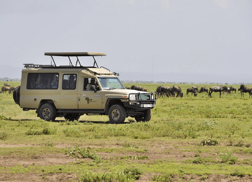 safari visit meaning