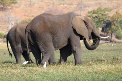 elephants makgadikgadi pans