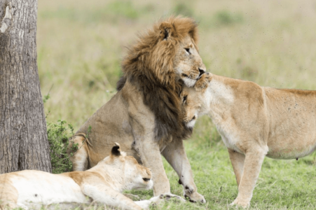 Our top short budget African overlanding safaris
