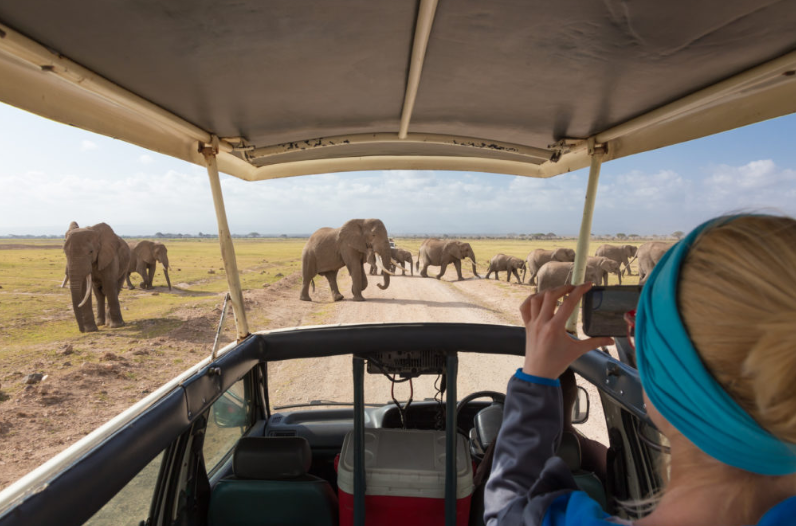 Wildlife Encounters in Africa: The Best Places to Visit