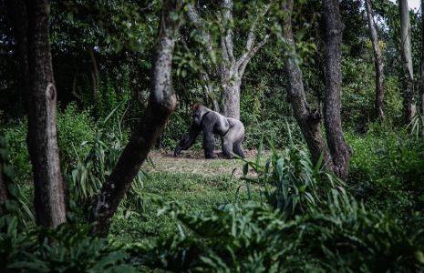 Uganda travel in 2019 to the Gorillas