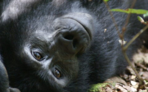 uganda gorilla trekking